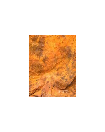 USB-память 8 Гб N-301 Grifon фото Fotogrifon